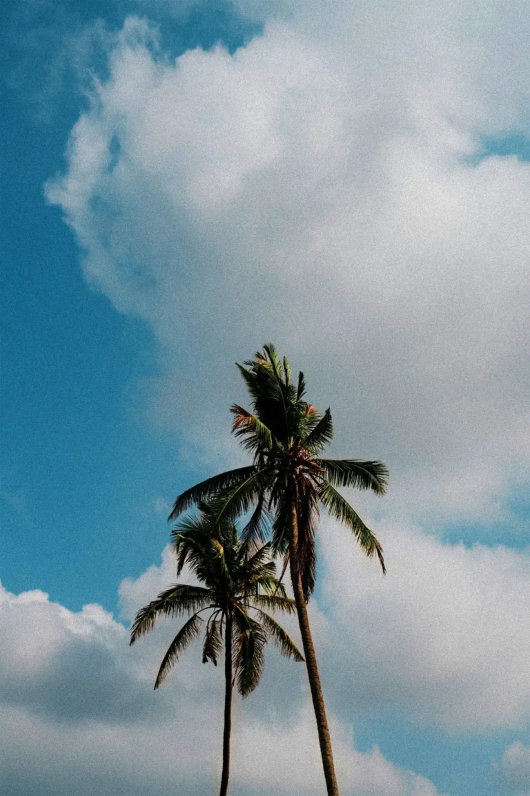 Palm Trees & Blue Skies Poster